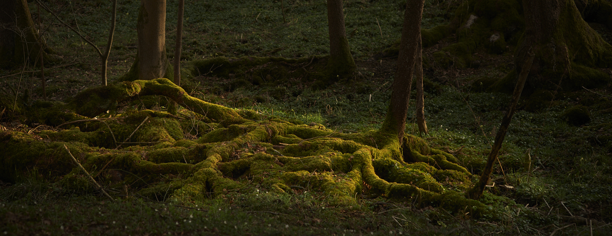 Wald Mystisch Hobbit Moos