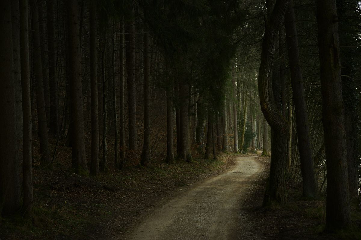Wald Mystisch Hobbit